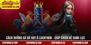 Cách Dưỡng Gà Đá Hay